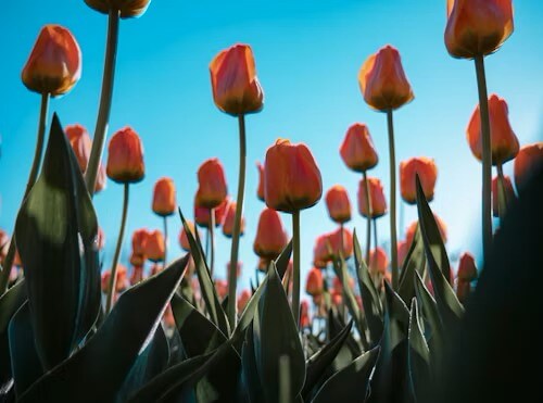 고양국제꽃박람회 2025! 일산 호수공원 개막일·입장료·주차 총정리