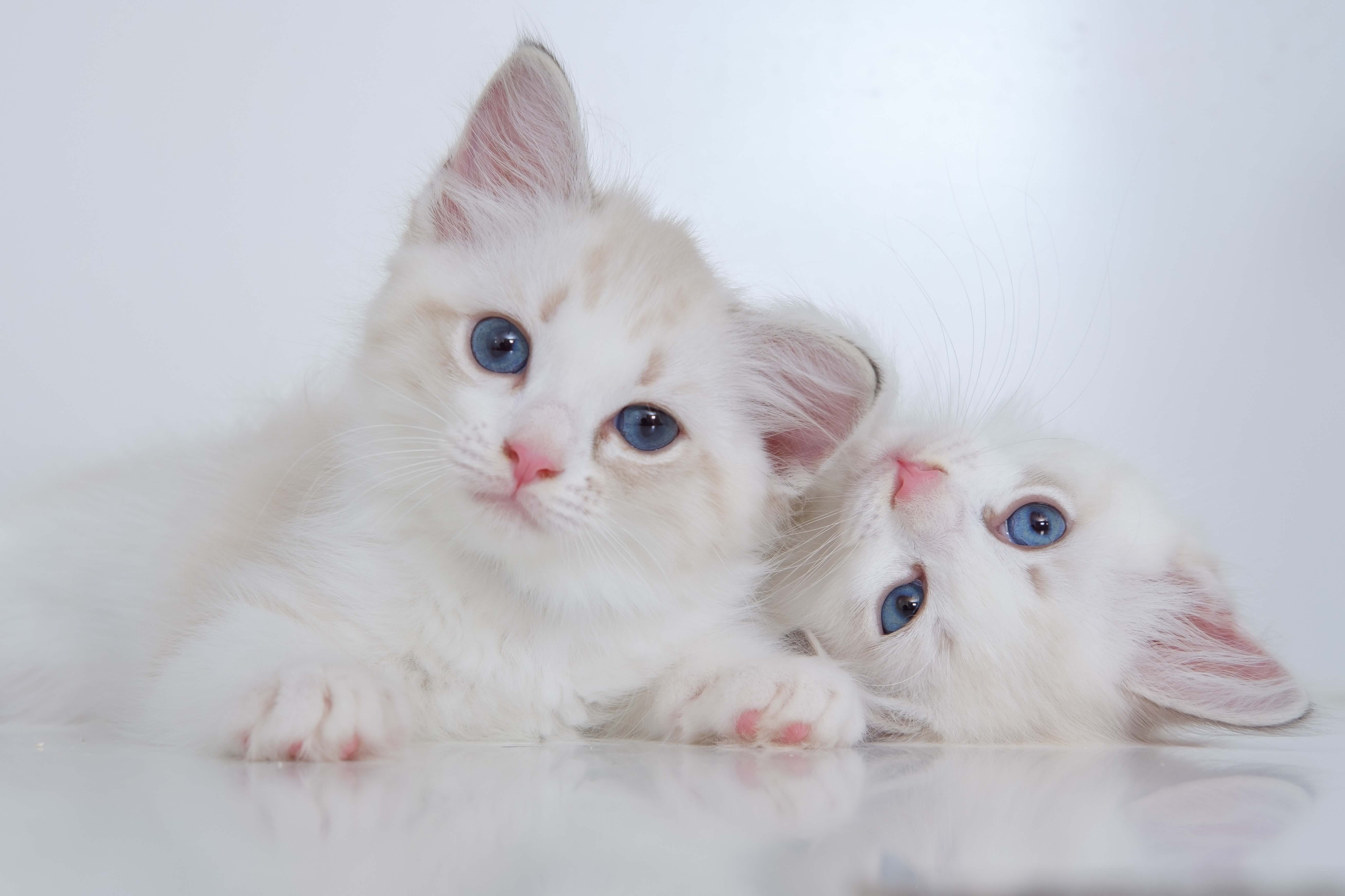고양이 임신 가능 나이, 고양이 발정기간
