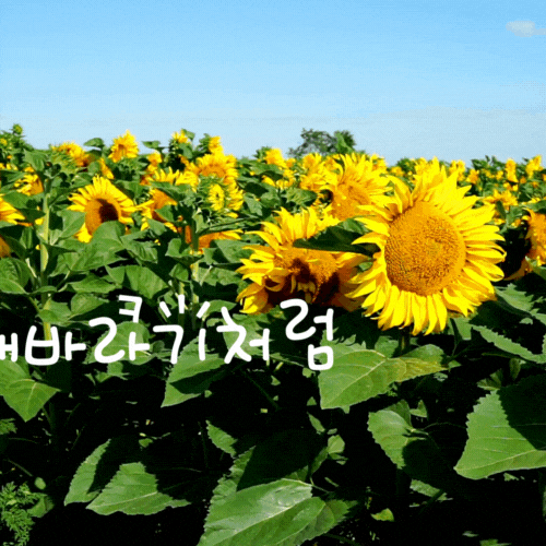 해바라기 그림 돈들어오는 그림 다운받기