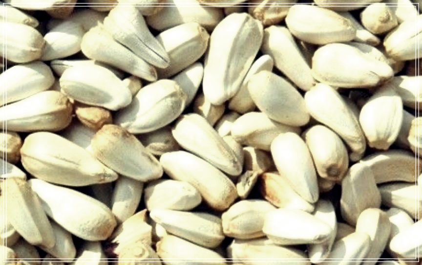 홍화씨 효능&amp;#44; 복용방법 그리고 부작용 총정리.