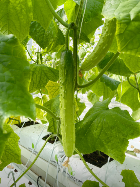 6시내고향 충남 보령 벼루 오이 주꾸미 축제 청보리밭 관련 정보