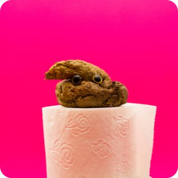 똥 꿈해몽 풀이 똥 만지는 꿈