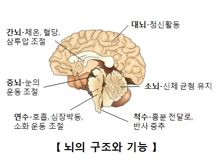 뇌의 구조