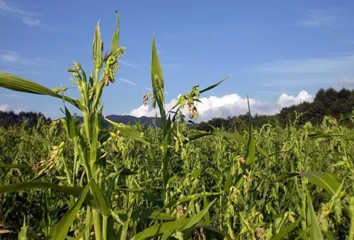 율무 재배 배수로 확보 여름 장마 대비 건조 수확_3