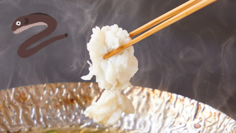 8월 제철 갯장어 샤브샤브 한 점 익히는 순간