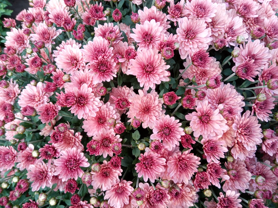 Chrysanthemum