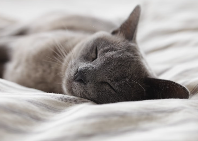 마그네슘 효능 : 수면 개선