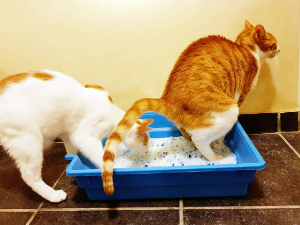 수분 섭취 늘리기