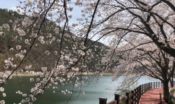 벚꽃명소 대원사