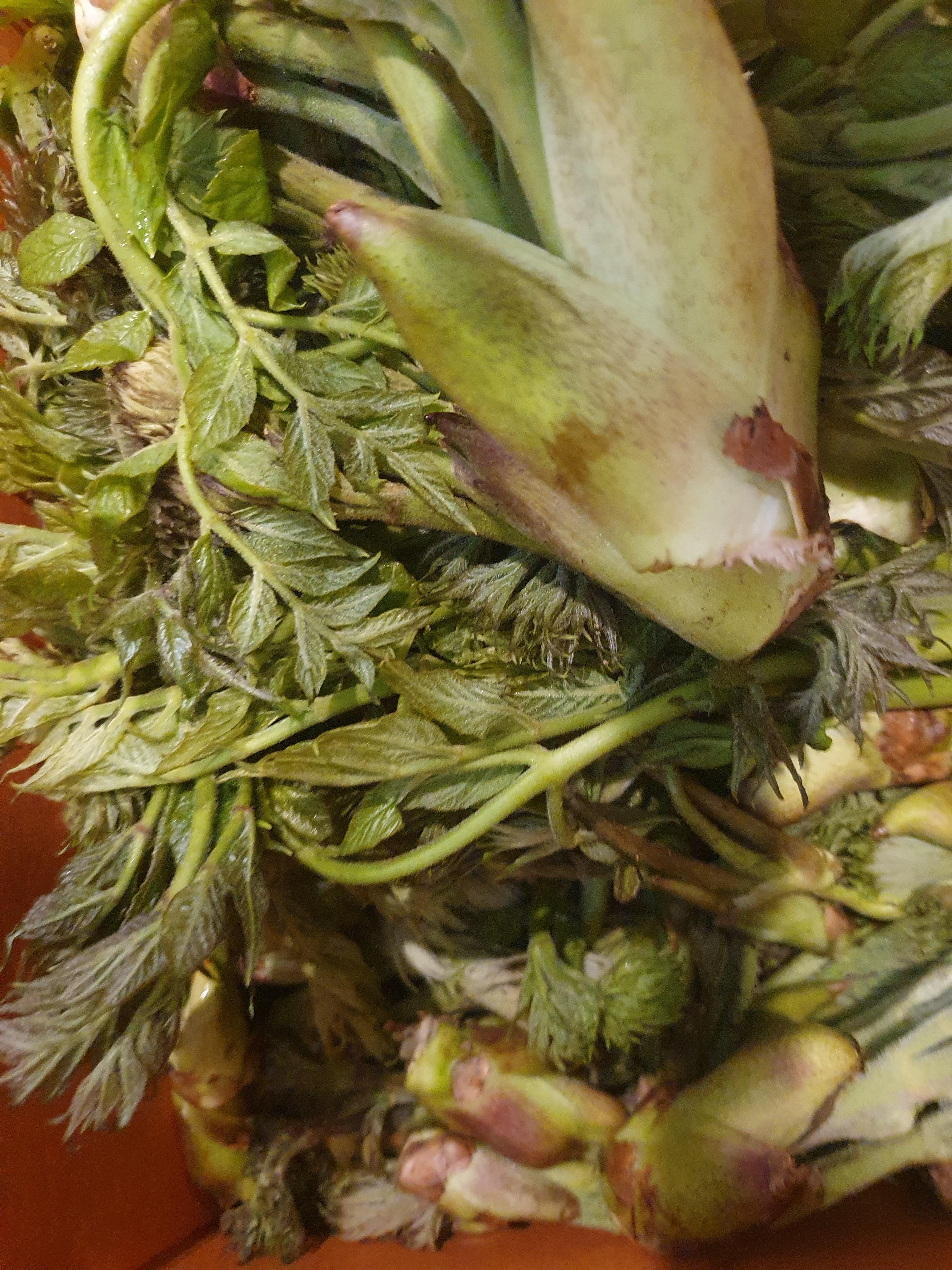 두릅 효능 가격 두릅 먹는 방법