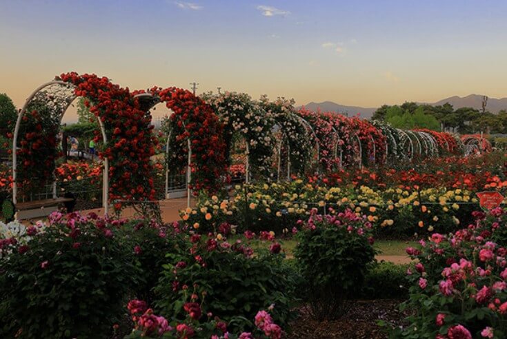 곡성 세계장미축제