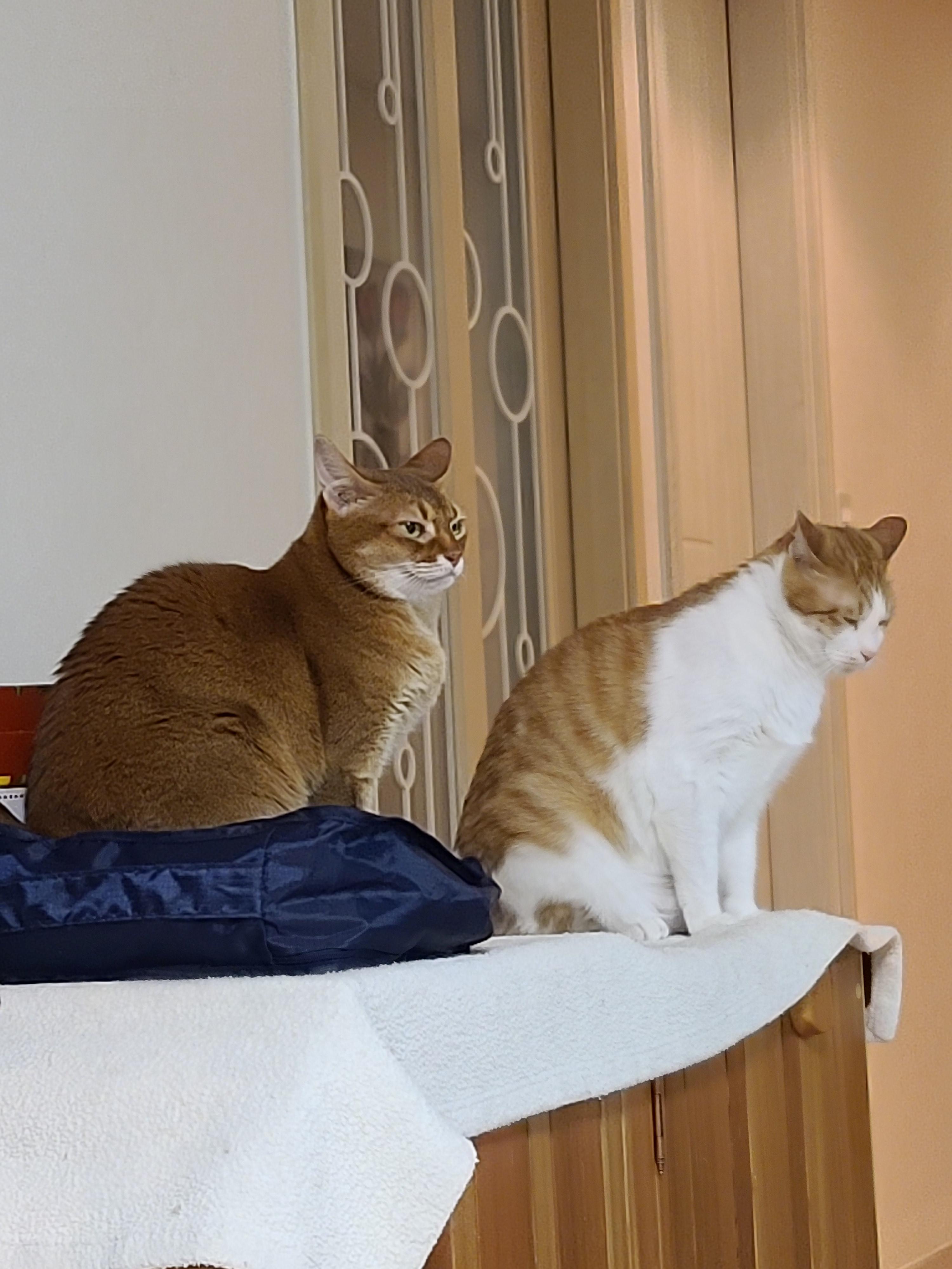 안쓰러워서 못봐주겠네진짜. 눈치보는 고양이.