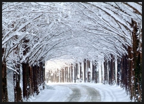 담양 메타세쿼이아 관련 사진첨부