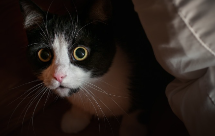 쿠션 그림자 속의 고양이.