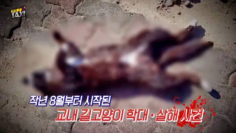 그알 그것이알고싶다 포항 고양이 연쇄 살해 사건 캣맘 불법 먹이 투기 행위 반대 캣 프레데터 강력 살인 범죄 징조 사례 1318회
