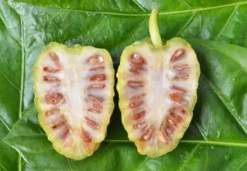 노니 효능 및 영양성분&amp;#44; 부작용과 주의점