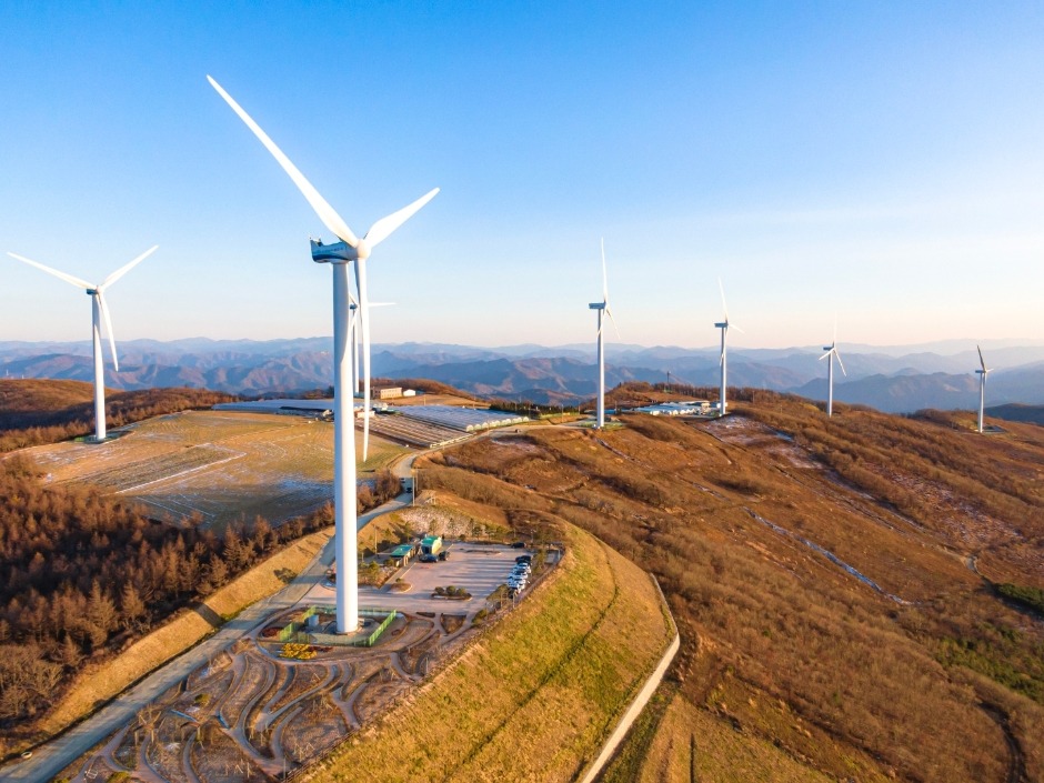 평창 육백마지기 샤스타 데이지