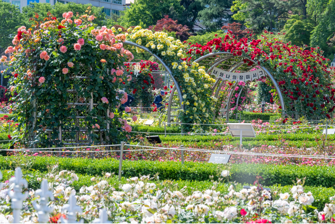 조선대학교_장미원
