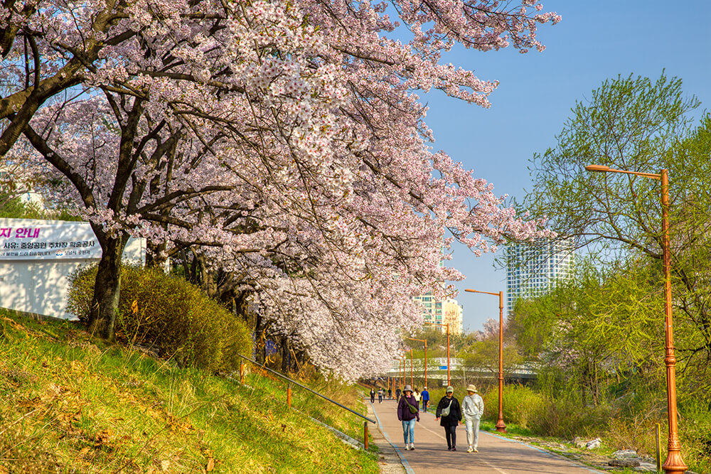 분당중앙공원 벚꽃 - 25