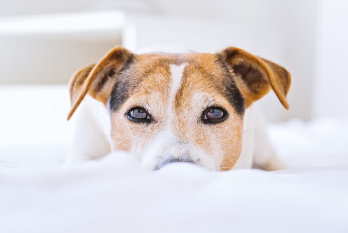 강아지 코 건강 체크 방법.