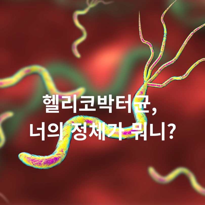 헬리코박터균 감염