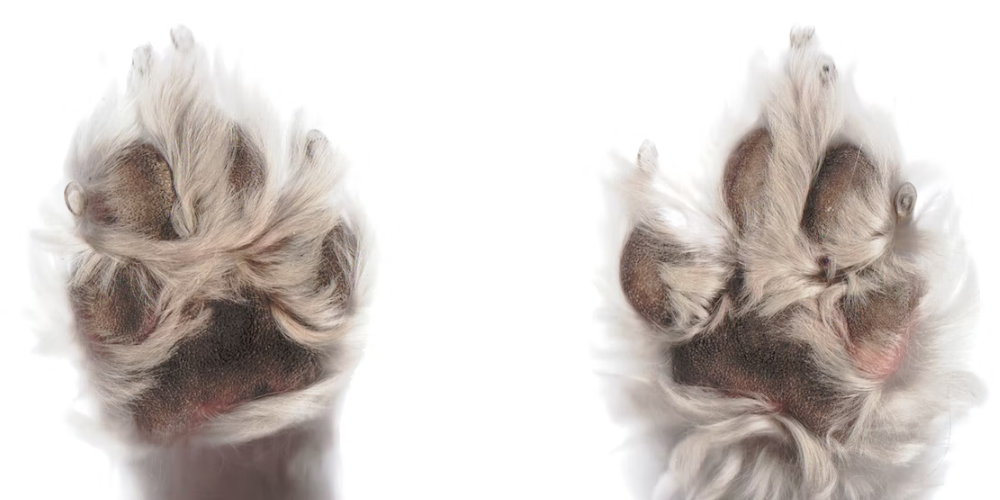 강아지 발바닥 건조 3