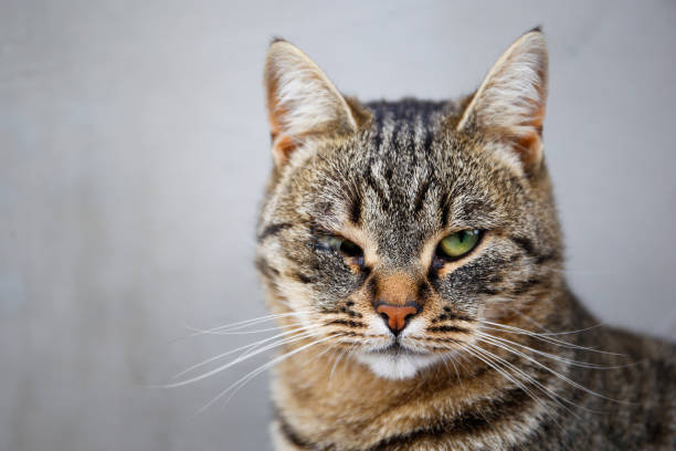 고양이 결막염의 주요 원인