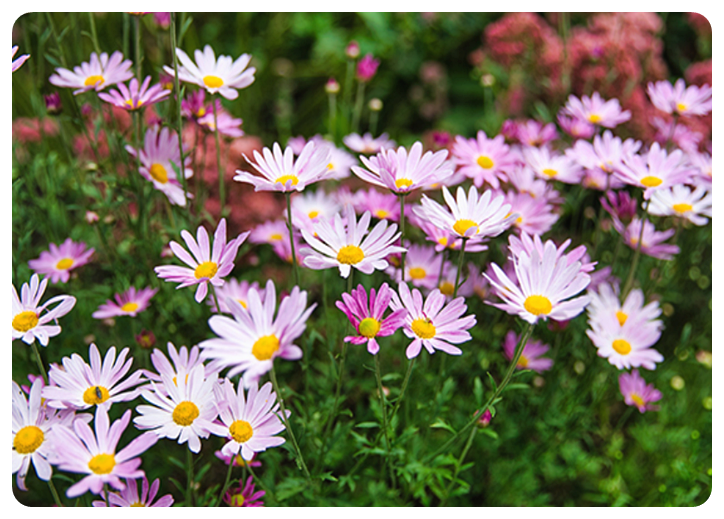 아침고요수목원2