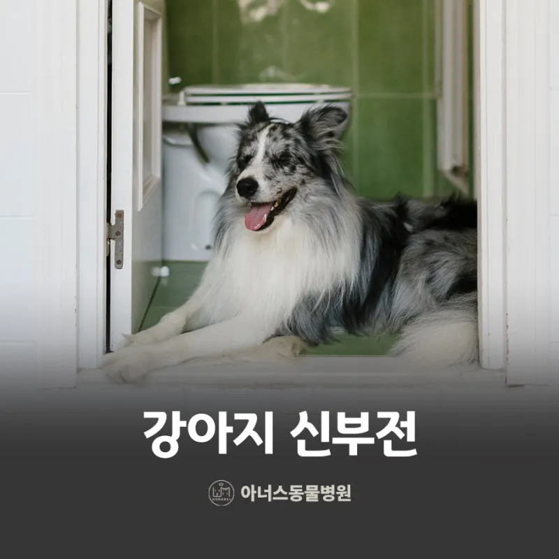 강아지 신부전에 좋은 음식 추천_8