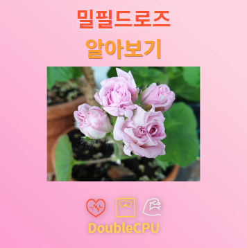 밀필드로즈 탐구