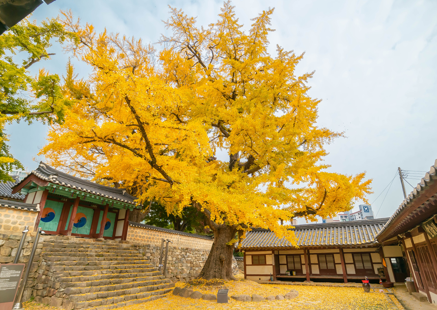 서산향교 은행나무