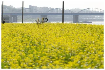 서래섬 유채꽃 축제 2025 서울 봄꽃 명소_21