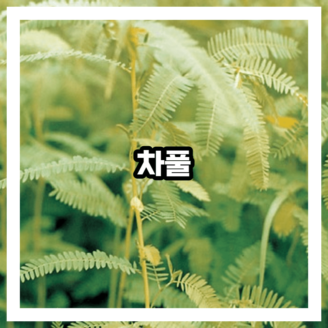 차풀 특징과 생김새 성분 효능 효과 채취법 이용법 총정리