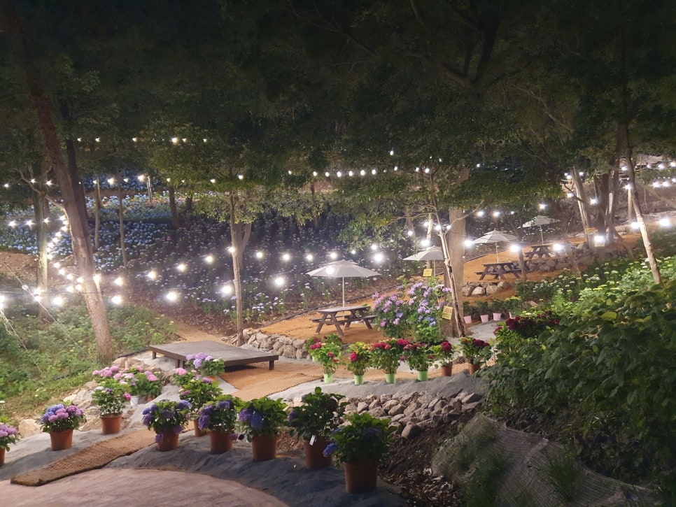 진도 운림산림욕장 수국공원 야간개장