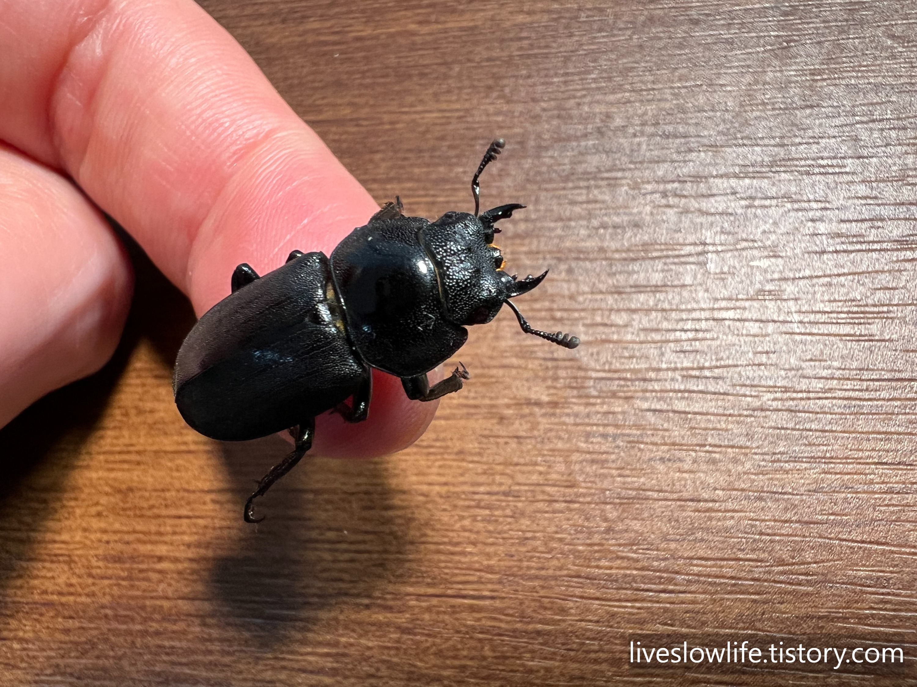 내 방 책상 위에서 손가락에 올려 놓은 애사슴벌레 암컷