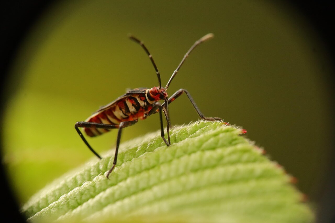 노린재 방제농약