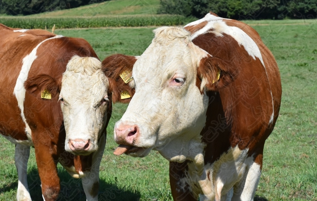 셀트리온 초유 단백질23