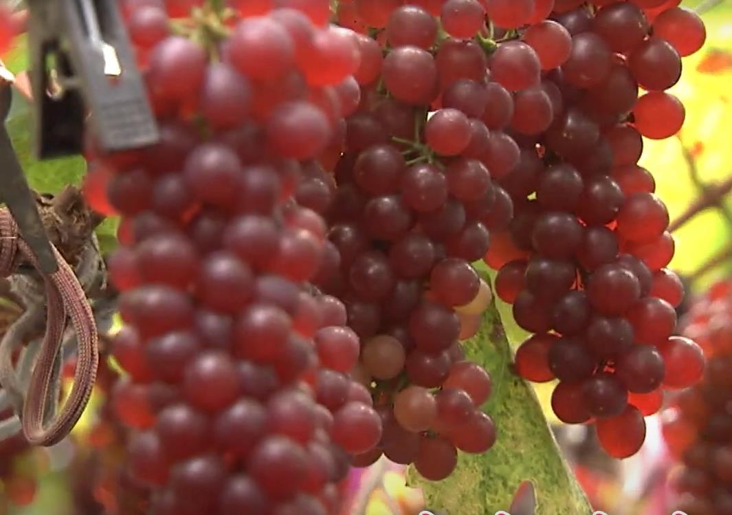 포도덩쿨에 탐스렇게 달려 있는 6시내고향 대전 포도
