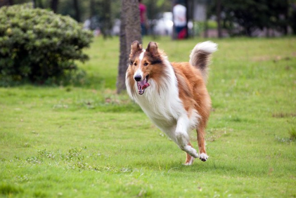 달리는 러프콜리.