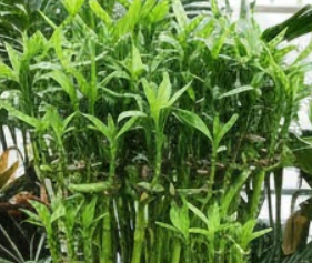 행운목 키우는 방법