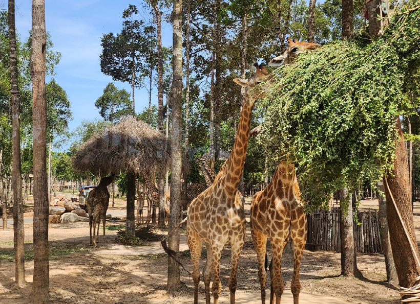 사파리 파크에서 만난 기린
