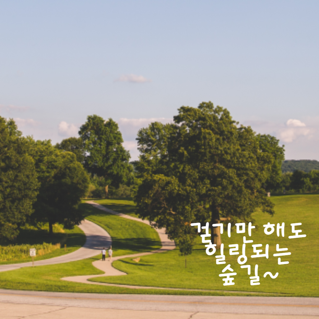 옥천 화인 산림욕장