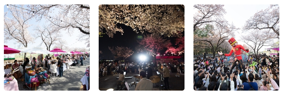 2024 벚꽃 개화시기 및 전국 벚꽃 명소 알아보기