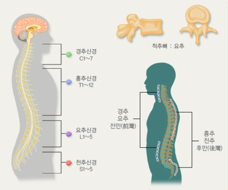 좌골신경통 증상