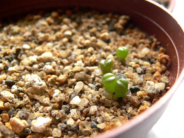 종묘 예약 관람 예약 종묘제례악 공연 예약_5