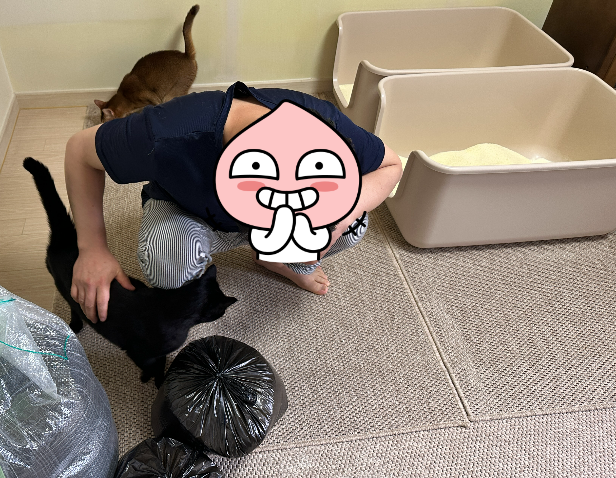 5월의 고양이들 화장실 모래 전체 갈이 (feat. 건이, 루디, 루나)