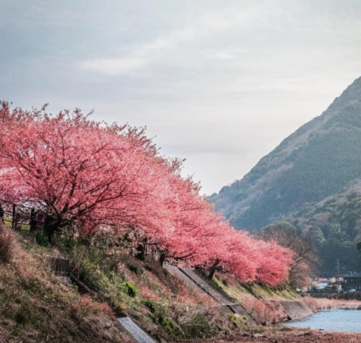 일본벚꽃명소