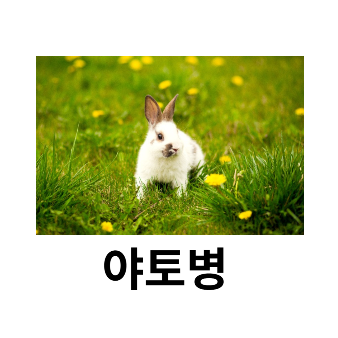 야토병과 관련된 사진입니다.