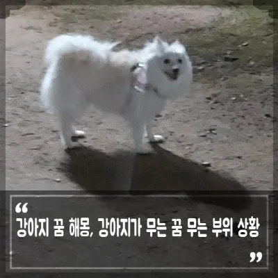강아지를 안는 꿈의 의미와 해몽을 총정리한 내용_6