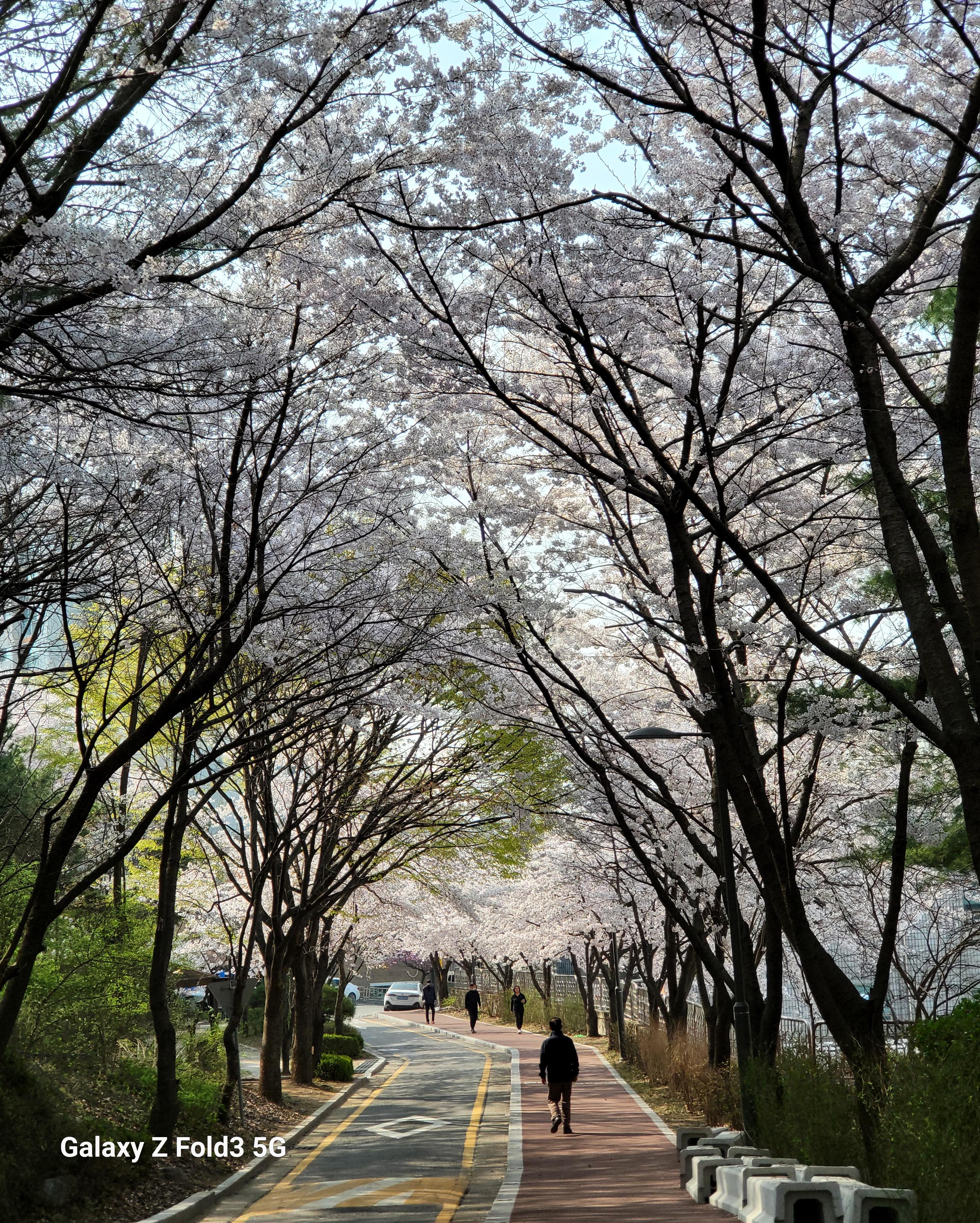 2024년4월7일 강서구 그린공원의 벚꽃길 사진